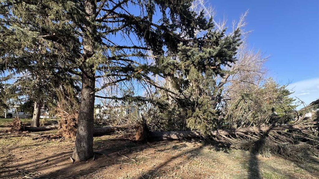 2024 Wind Storm Trees Uprooted before 2024 Solar Eclipse