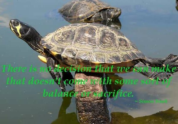 balancing-turtle