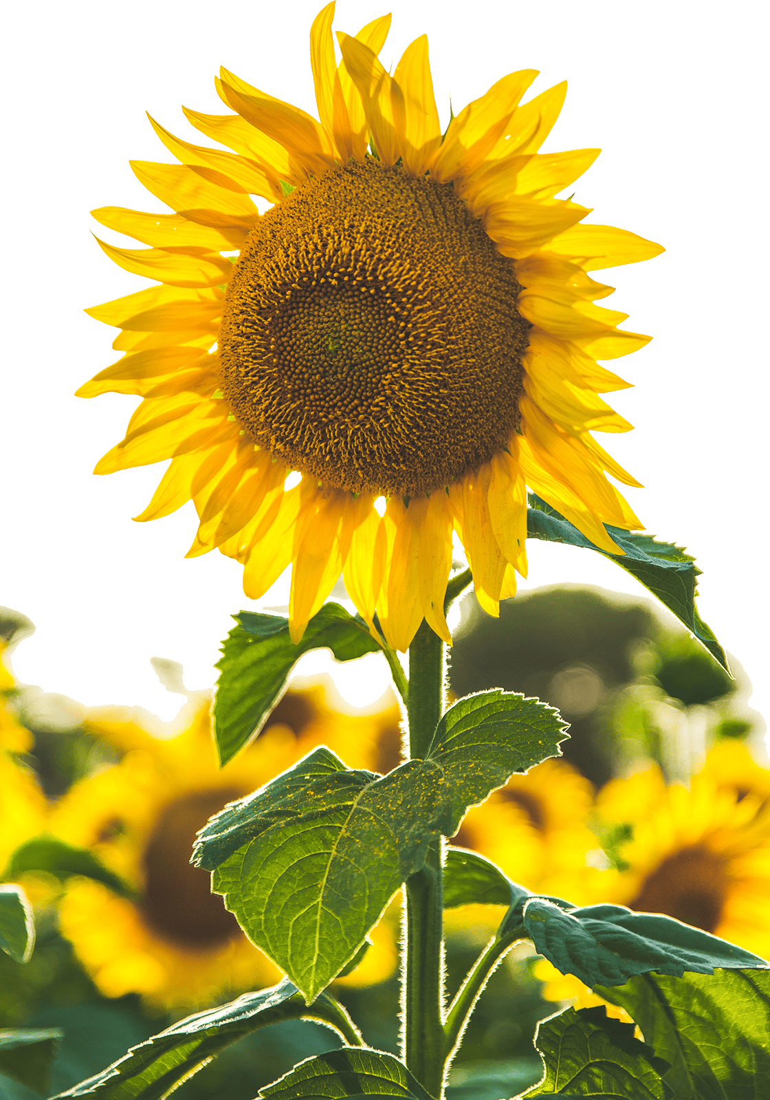 Happy-Sunflower-72sm